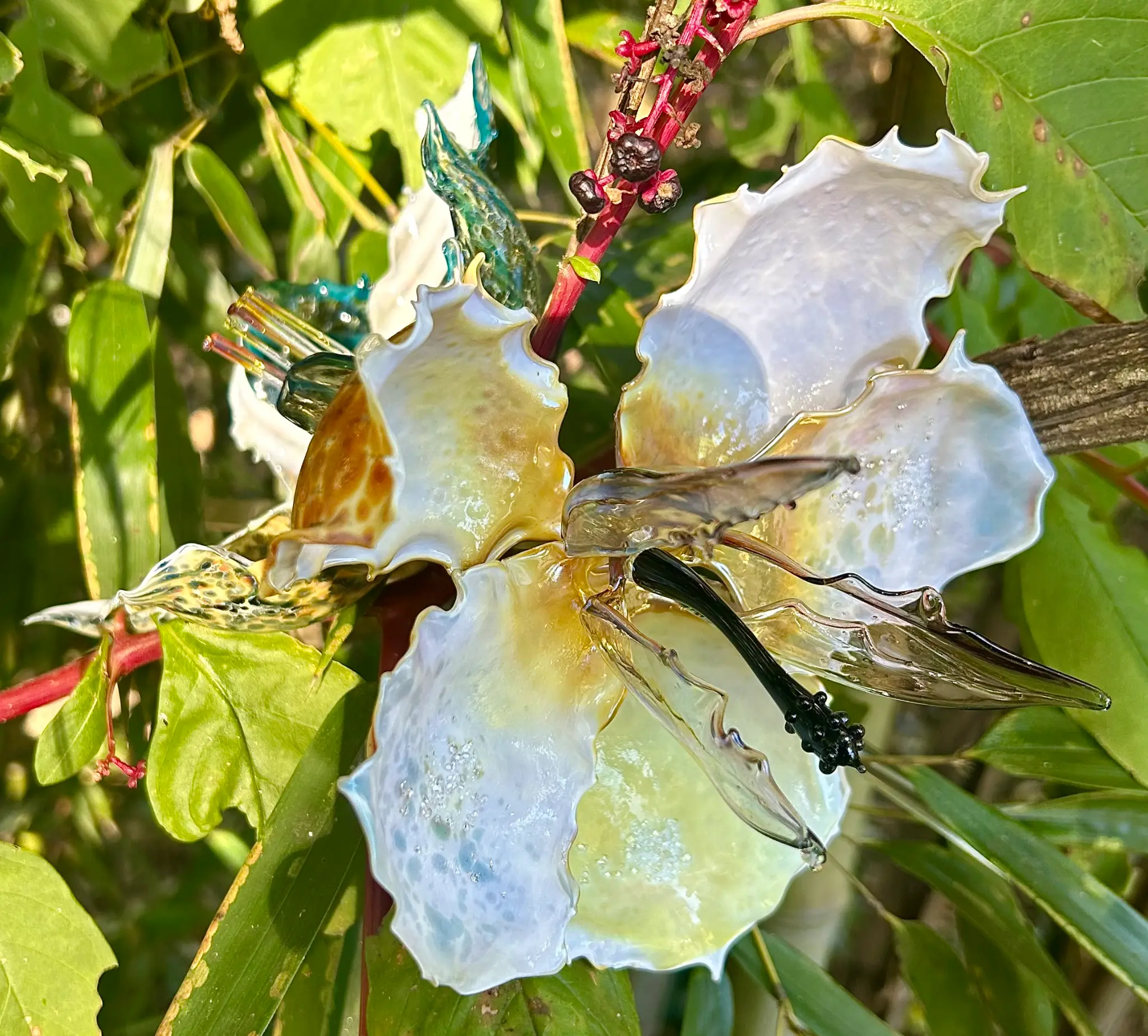 Hibiscus specimen study in glass