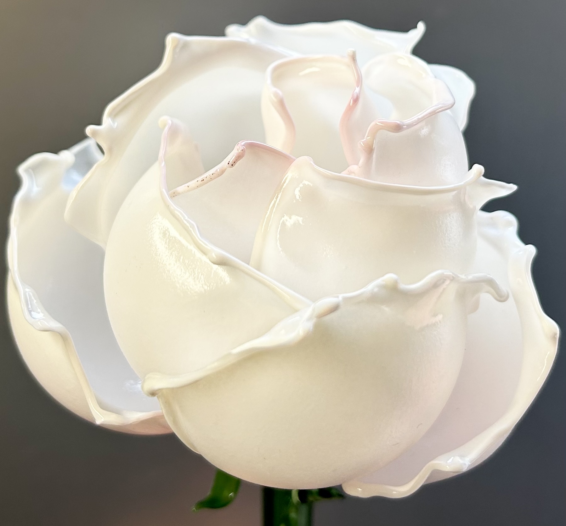 White rose with gold accents in glass